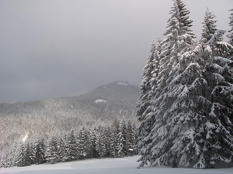 Blick zum Schwarzkogel